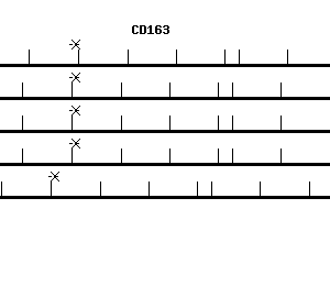 Human CD163 qPCR primer set (NM_004244)