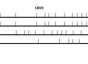 Human CD19 qPCR primer set (NM_001770)