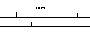 Human CD320 qPCR primer set (NM_016579)