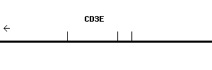 Human CD3E qPCR primer set (NM_000733)