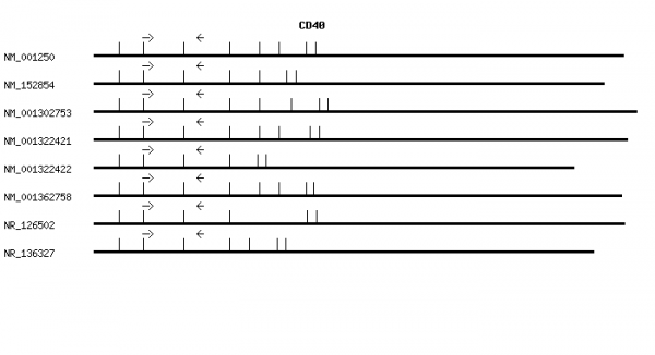 Human CD40 qPCR primer set (NM_001250)