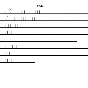 Human CD44 qPCR primer set (NM_000610)