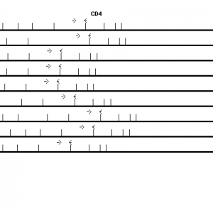 Human CD4 qPCR primer set (NM_000616)
