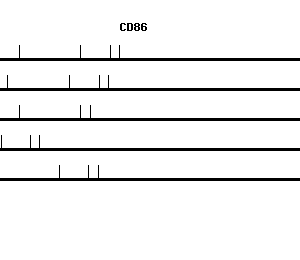 Human CD86 qPCR primer set (NM_006889)