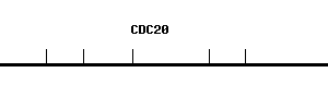 Human CDC20 qPCR primer set (NM_001255)