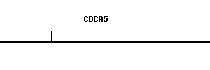 Human CDCA5 qPCR primer set (NM_080668)