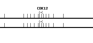 Human CDK12 qPCR primer set (NM_015083)