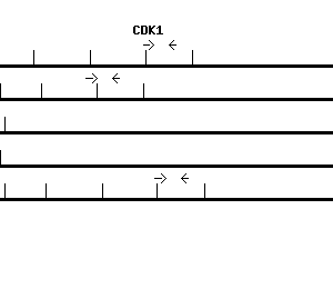 Human CDK1 qPCR primer set (NM_001786)