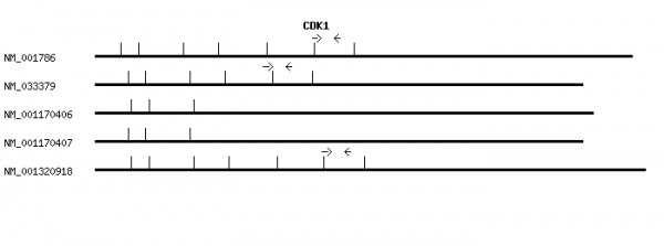 Human CDK1 qPCR primer set (NM_001786)