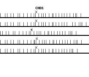 Human CHD1 qPCR primer set (NM_001270)