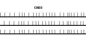 Human CHD3 qPCR primer set (NM_005852)