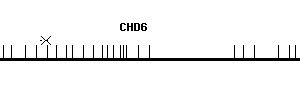 Human CHD6 qPCR primer set (NM_032221)