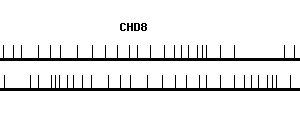 Human CHD8 qPCR primer set (NM_020920)