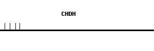 Human CHDH qPCR primer set (NM_018397)