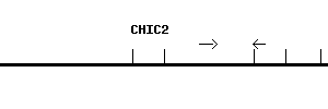 Human CHIC2 qPCR primer set (NM_012110)