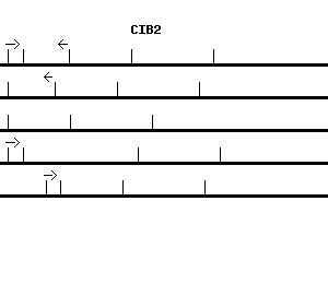 Human CIB2 qPCR primer set (NM_006383)
