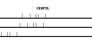 Human CKAP2L qPCR primer set (NM_152515)