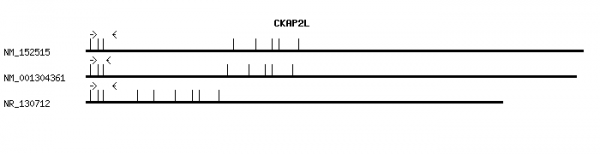 Human CKAP2L qPCR primer set (NM_152515)