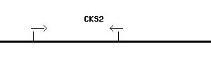 Human CKS2 qPCR primer set (NM_001827)
