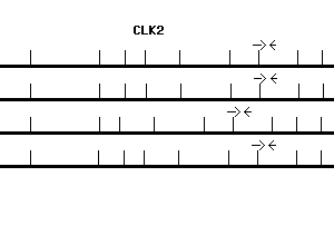 Human CLK2 qPCR primer set (NM_003993)