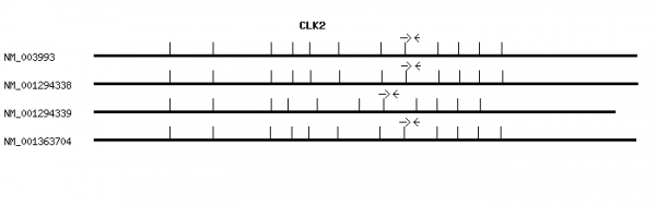 Human CLK2 qPCR primer set (NM_003993)