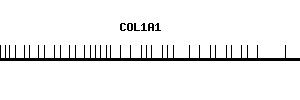 Human COL1A1 qPCR primer set (NM_000088)
