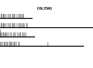 Human COL25A1 qPCR primer set (NM_032518)
