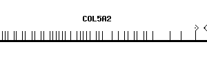 Human COL5A2 qPCR primer set (NM_000393)