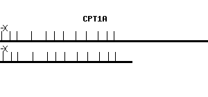 Human CPT1A qPCR primer set (NM_001876)