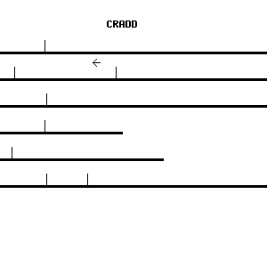 Human CRADD qPCR primer set (NM_003805)