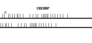 Human CREBBP qPCR primer set (NM_004380)