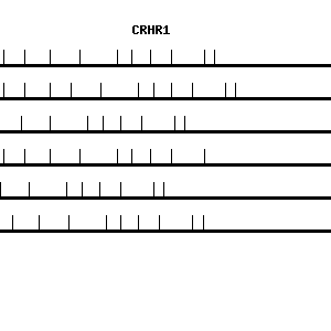 Human CRHR1 qPCR primer set (NM_004382)