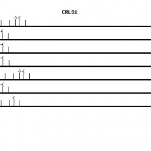 Human CRLS1 qPCR primer set (NM_019095)
