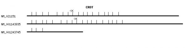 Human CROT qPCR primer set (NM_021151)