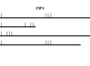 Human CSF1 qPCR primer set (NM_000757)