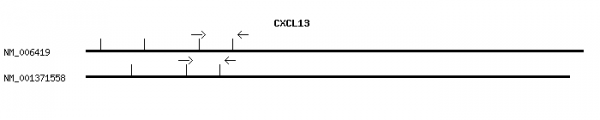 Human CXCL13 qPCR primer set (NM_006419)