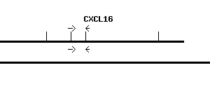 Human CXCL16 qPCR primer set (NM_001100812)