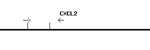 Human CXCL2 qPCR primer set (NM_002089)