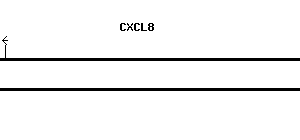 Human CXCL8 qPCR primer set (NM_000584)