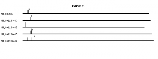 Human CYB561D1 qPCR primer set (NM_182580)