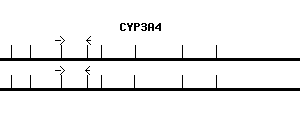 Human CYP3A4 qPCR primer set (NM_017460)