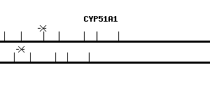 Human CYP51A1 qPCR primer set (NM_000786)