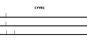 Human CYYR1 qPCR primer set (NM_052954)