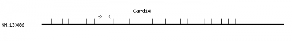 Mouse Card14 qPCR primer set (NM_130886)