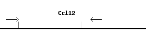 Mouse Ccl12 qPCR primer set (NM_011331)