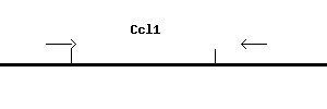 Mouse Ccl1 qPCR primer set (NM_011329)