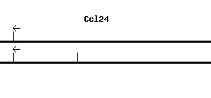 Mouse Ccl24 qPCR primer set (NM_019577)