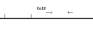 Mouse Ccl2 qPCR primer set (NM_011333)