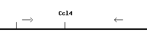 Mouse Ccl4 qPCR primer set (NM_013652)