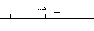 Mouse Ccl5 qPCR primer set (NM_013653)